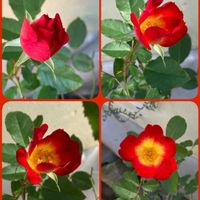 ギボウシ,ギボウシ,皇帝ダリア,皇帝ダリア,ツバキの画像