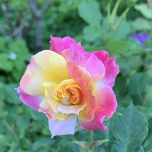 バラ,赤い薔薇,薔薇 シャルール,山中湖の富士山,iPhone撮影の画像