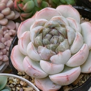 多肉植物,葉挿し,多肉寄せ植え,実生苗,葉挿しっ子の画像