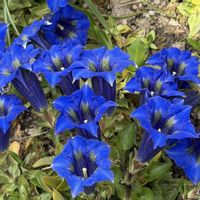 リンドウ,チャボリンドウ,ゲンチアナ アカウリス,山野草,春がきた♪の画像