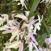 セッコク,小さな庭の画像