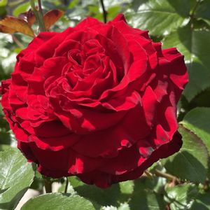 バラ,バラ,赤い薔薇,バラ（赤）,マイガーデンの画像