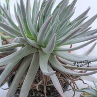 ダドレア,タニラー,ダドレア属,その他部屋の画像