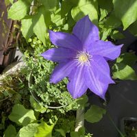 クレマチス,クレマチス,シュンラン,シュンラン,菜の花の画像