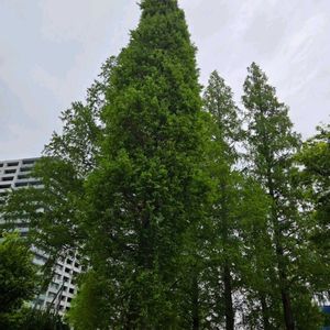 メタセコイア,日本庭園,美しい樹木,外出先にて,目に優しいの画像