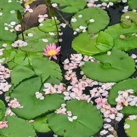 ツツジ,ハスの画像