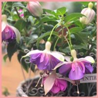 フクシア,繋がりに感謝✨,外出先,ぼたん,輝かしい未来の画像