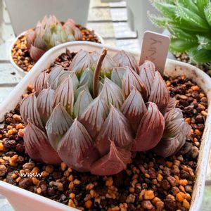 ブラックオブツーサ,ブラックオブツーサ,ハオルチア属,癒される,no green no lifeの画像