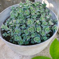 ミセバヤ,ガーデニング,ボタニカルライフ,山野草,お庭の植物の画像