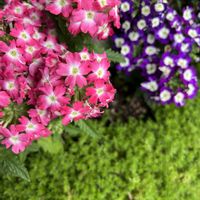 バーベナ,今日も元気で,今日も笑顔で♡,花を通じて愛と平和を,ほら、綺麗な花でしょ！の画像