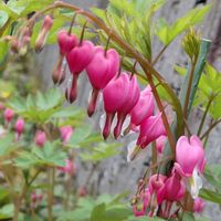 タイツリソウ,お出かけ先の画像