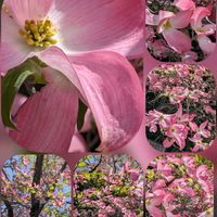 アザレア,キンセンカ,グレビレア,ハナミズキ,ボケの画像