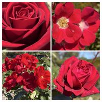 チリアヤメ,デンドロビウム,バラ,バラ,ロイヤルサンセットの画像