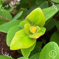 ヒペリカム,マーガレット,リナリア,イチゴ栽培,お花大好き♡の画像