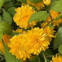 ジャスミン,オルレア,やまぶき,癒し,綺麗だなぁの画像