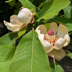 シャクナゲ,ツバキ,ハンカチノキ,ホオノキ,ロウヤガキの画像