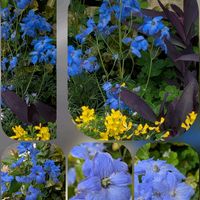 エニシダ,クレマチス,ペチュニア,モッコウバラ,ローダンセマムの画像