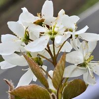 ジューンベリー,感謝,花のある暮らし,いつまでも,き　れ　い❤の画像