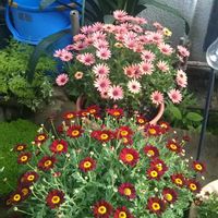 クンシラン,ビオラ,ボンザマーガレット チェリー,オステオスペルマム グランドキャニオン,花のある暮らしの画像