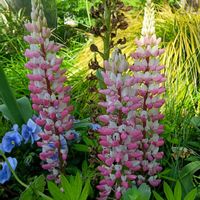 ルピナス,ピンクの花,マメ科の画像