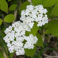 ガマズミの画像