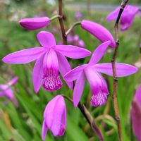 オキザリス,ガイラルディア,ジャーマンアイリス,シラン,矢車菊(やぐるまぎく)の画像