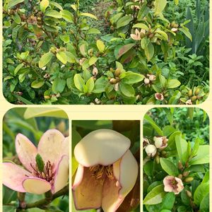 アジュガ,オダマキ,カラタネオガタマ,ミヤコワスレ,ブルーベルの画像