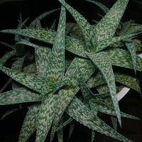 アロエ,アロエ　ホワイトフォックス,アロエ　ホワイトフォックス,アロエ ラウヒー,多肉植物の画像