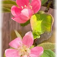 イキシア,カリン,平和を願う,頑張ろう日本❣️,ピンクワールドへ ようこその画像