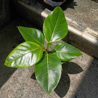 アルテシマ,フィカス・アルテシマ,フィカス アルテシマ,フィカス,ふぃかす・あるてしま ⭐️の画像