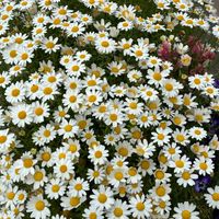 ノースポール,レッドロビンの画像