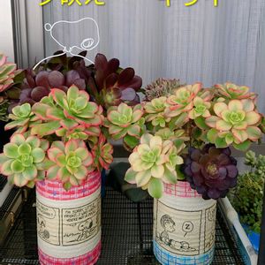 多肉植物,リメ缶,アエオニウム,斑入り見つけ隊♪,ベランダの画像