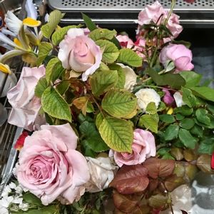 GSアダルトチーム,おうち園芸,チーム岐阜,キッチンの画像