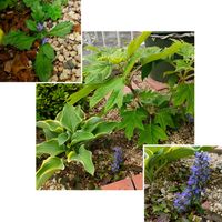 アジュガ,カシワバアジサイ,キランソウ,ギボウシ（ホスタ）,多肉植物の画像