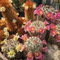 サボテン,サボテンの花,サボテンの寄せ植え,マミラリア属の画像