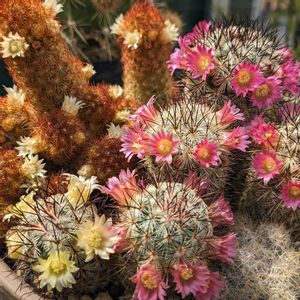 サボテン,サボテンの花,サボテンの寄せ植え,マミラリア属の画像