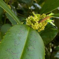 スギナ,タラヨウ,ヤブガラシ,雌株.,多羅葉(タラヨウ)の画像