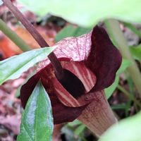 ウラシマソウの画像