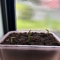 アデニウム アラビカム,フィカス ペティオラリス,播種の画像