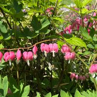 タイツリソウ,チューリップ,ルピナス,オステオスぺルマム,おおてまりの画像