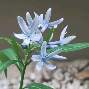 チョウジソウ,ガーデニング,ネコ好き,耐寒性宿根草,シェードガーデンの画像