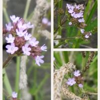 アレチハナガサ,お出かけ先の画像