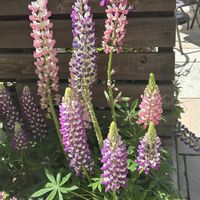 ネモフィラ,ルピナス,鬱金桜,フクシア(ホクシャ),お出かけ先の画像