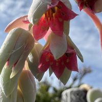 パキフィツム属,+安曇野の画像