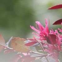 マンサク,ベニバナトキワマンサクの画像