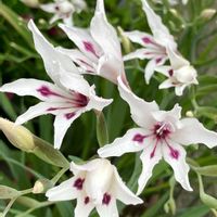 癒し,#ガーデニング,エクステリアの画像