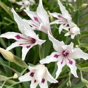 癒し,#ガーデニング,エクステリアの画像