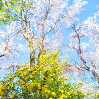 サクラ,ヤマブキ,お花,そら,黄色の花の画像