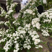 ユキヤナギの画像