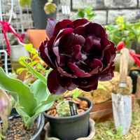 アルメリア,イオノプシジウム,スノーフレーク,ビオラ,ヒューケラの画像